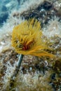 Tubeworm underwater Sabella spallanzaniiÃÂ Sea Life